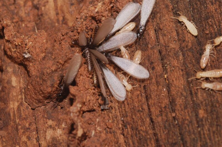 Termite Resistant Building Materials: Ultimate Guide