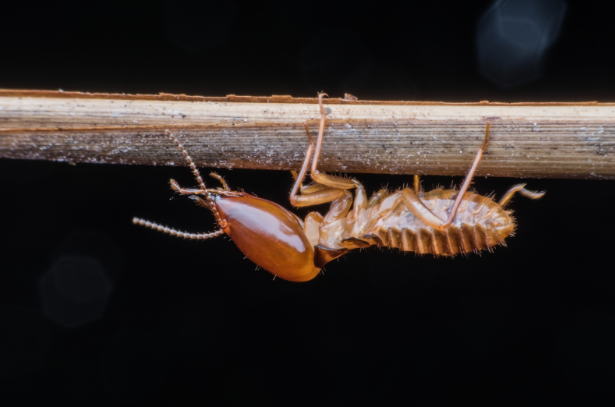 Understanding Termite Prevention Treatment Costs: A Comprehensive Guide for Homeowners