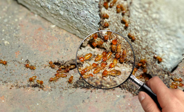 Can Termites Eat Concrete?