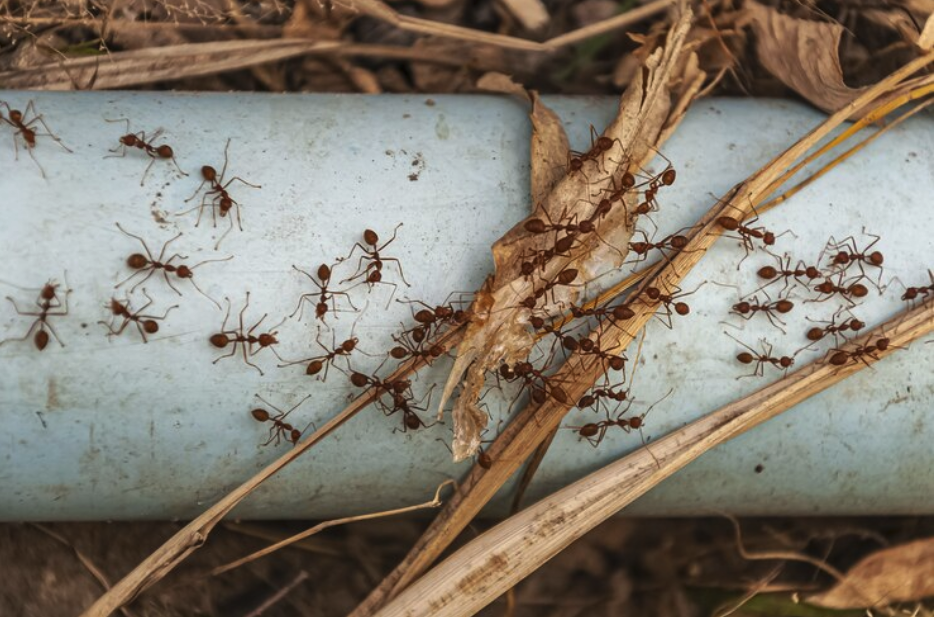 Termite Barrier Systems: Effective Protection Methods