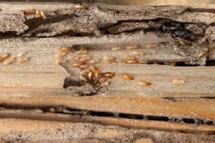 Termites damage and consume the interior wood of a house.