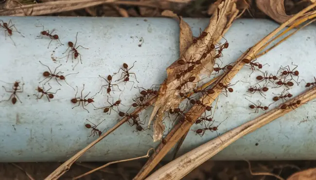 Termite Barrier Systems: Effective Protection Methods
