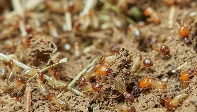 Termite Barrier Cost: Installation and Treatment Expenses