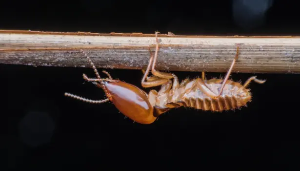 Understanding Termite Prevention Treatment Costs: A Comprehensive Guide for Homeowners