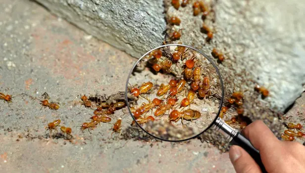 Can Termites Eat Concrete?