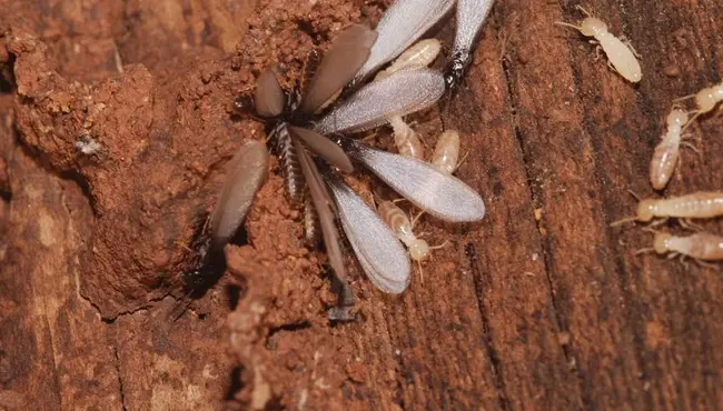 Keeping Termites Out of Subfloors